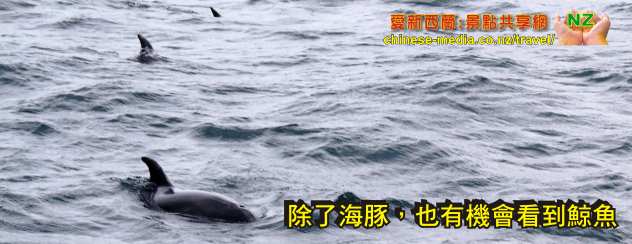 Swim with Dolphins Seafaris 與豚共泳 Tauranga 陶朗加
