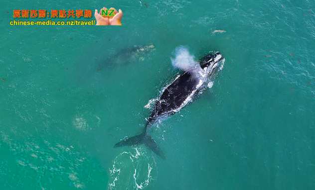Kaikoura 凱庫拉 Wings Over Whales Helicopters 小飛機飛航直昇機觀鯨