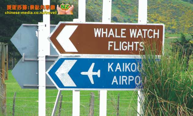 Kaikoura 凱庫拉 Wings Over Whales Helicopters 小飛機飛航直昇機觀鯨