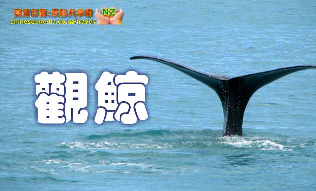 Kaikoura Whale Watch 凱庫拉船遊觀鯨