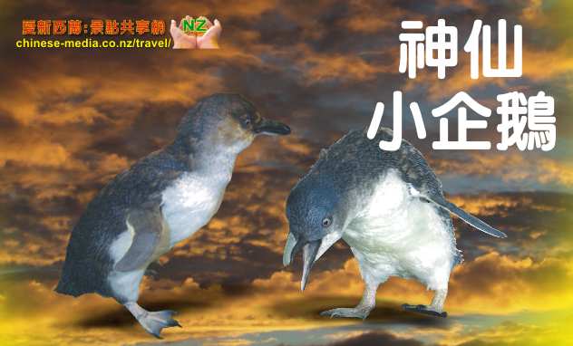 Oamaru 奧瑪魯世上最小的神仙企鵝 Blue Penguins