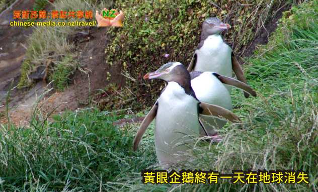 Oamaru 奧瑪魯 Yellow Eyed Penguins  黃眼企鵝