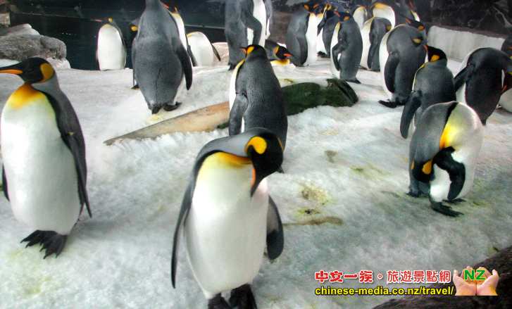 Auckland Kelly Tarlton's Aquarium 凱莉塔頓水族館 企鵝