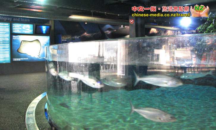 Auckland Kelly Tarlton's Aquarium 凱莉塔頓水族館 企鵝