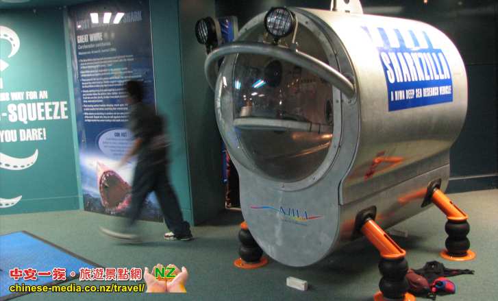 Auckland Kelly Tarlton's Aquarium 凱莉塔頓水族館 企鵝