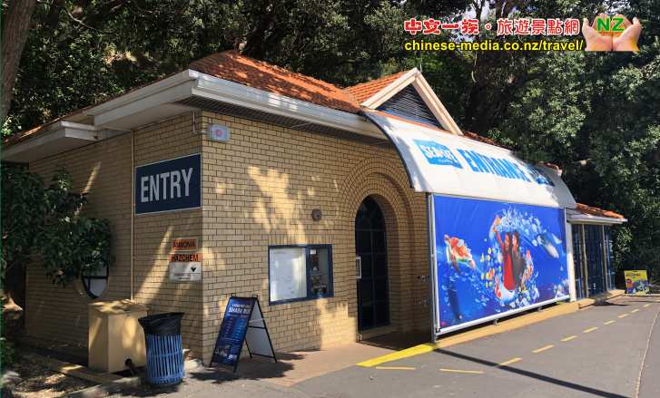 Auckland Kelly Tarlton's Aquarium 凱莉塔頓水族館 企鵝