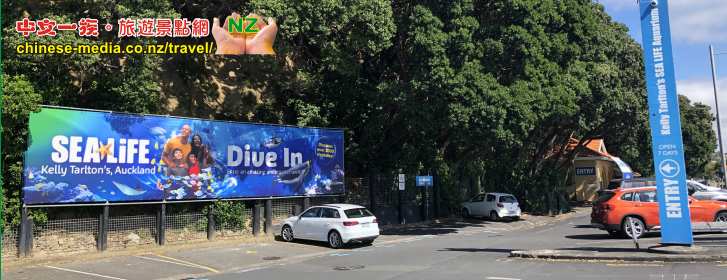 Auckland Kelly Tarlton's Aquarium 凱莉塔頓水族館 企鵝