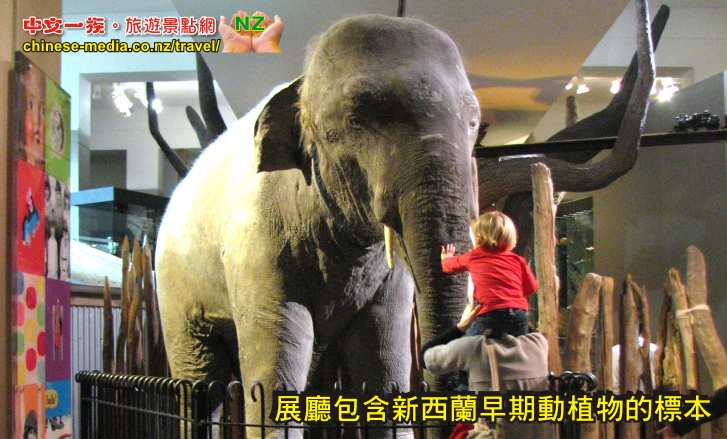 Domain Auckland Museum 奧克蘭博物館 中文毛利體驗