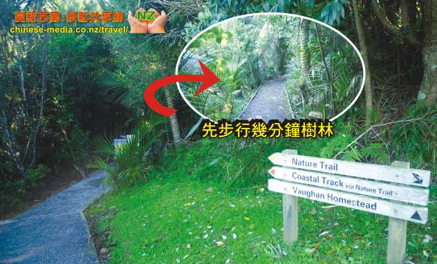 Pohutukawa Bay 天體海灘 Long Bay Beach Regional Park 長灣地區公園步道 沙灘