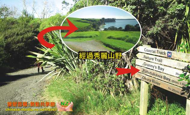 Pohutukawa Bay 天體海灘 Long Bay Beach Regional Park 長灣地區公園步道 沙灘