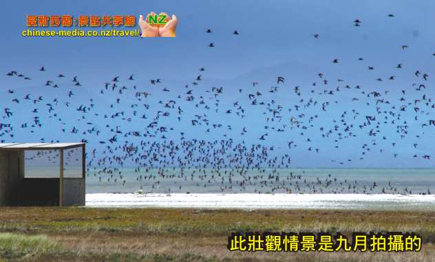 Miranda Shorebird Centre 米蘭達海鳥中心  Rober Findlay Wildlife Area Bird watching house 觀鳥屋