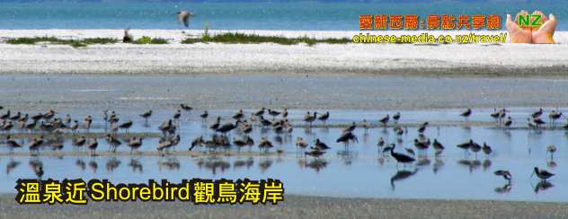Miranda Hot Springs 米蘭達溫泉 100%天然礦物 Shorebird Centre 荒觀鳥附近 