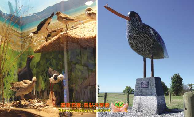 Miranda Seabird Coast Shorebird Centre 米蘭達海鳥中心 觀鳥