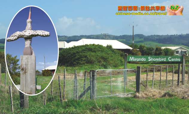 Miranda Seabird Coast Shorebird Centre 米蘭達海鳥中心 觀鳥