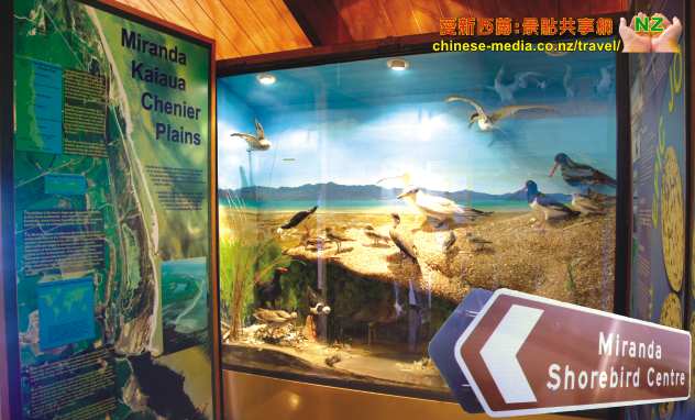 Miranda Seabird Coast Shorebird Centre 米蘭達海鳥中心 觀鳥