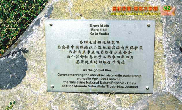 Miranda Seabird Coast Shorebird Centre 米蘭達海鳥中心 觀鳥