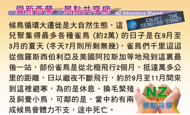 Miranda Seabird Coast Shorebird Centre 米蘭達海鳥中心 觀鳥