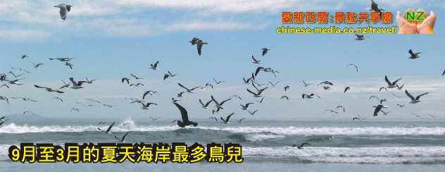 Miranda Seabird Coast Shorebird Centre 米蘭達海鳥中心 觀鳥