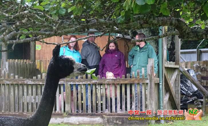 New Plymouth Pukekura 公園 Brooklands Zoo 博格蘭斯動物園