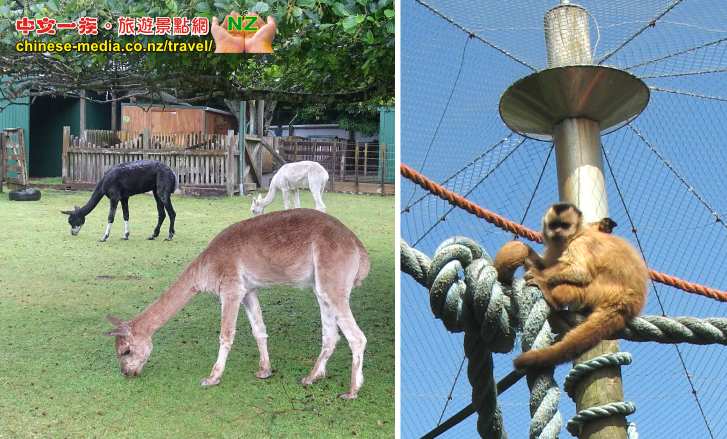 New Plymouth Pukekura 公園 Brooklands Zoo 博格蘭斯動物園