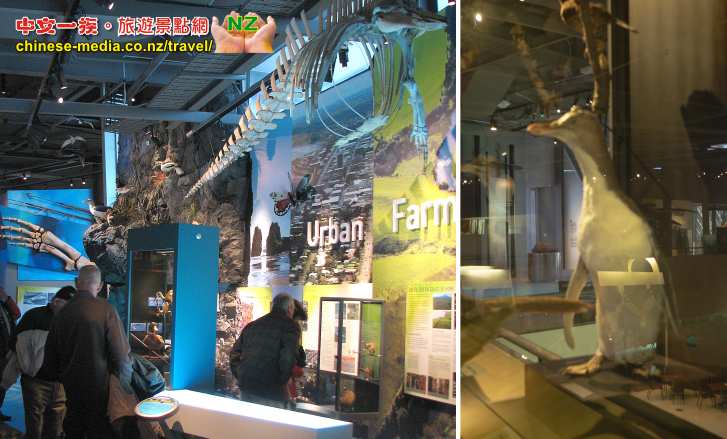 New Plymouth vistor information centre Puke Ariki 普克阿利基旅遊資訊中心