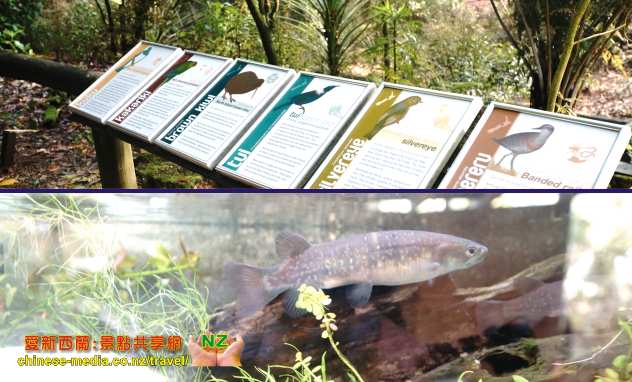 Otorohange 奧托羅昂格鎮 Kiwi House 奇異鳥館 Waitomo