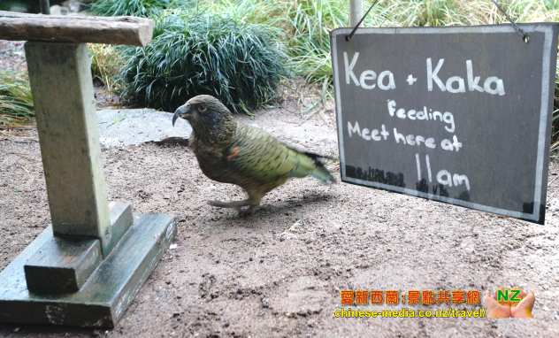 Otorohange 奧托羅昂格鎮 Kiwi House 奇異鳥館 Waitomo