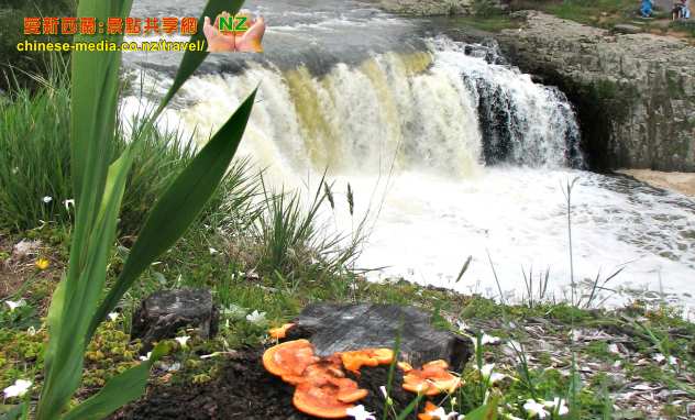 Paihia Haruru Falls 哈魯魯瀑布 簽約屋