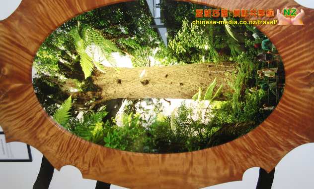 Paparoam Kauri Museum 貝殼杉木博物館