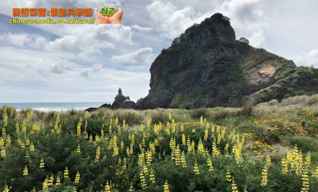 Piha Beach Lion Rock 皮哈海灘 獅子山 兔子島