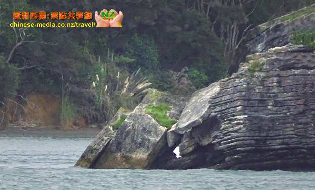 Raglan 雷格蘭 Pancake Rocks 千層薄餅岩船遊 Te Akau Wharf Rd