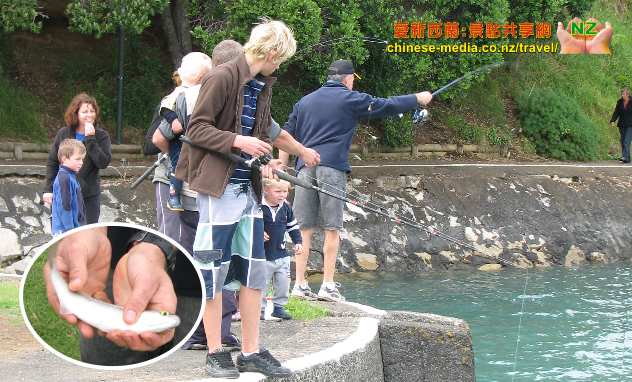 Raglan Wharf 雷格蘭碼頭 Raglan Fish 炸魚薯條