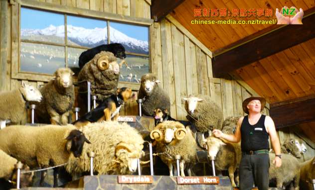  Rotorua 羅托魯瓦 Agrodome Farm 愛歌頓農莊 剪羊毛