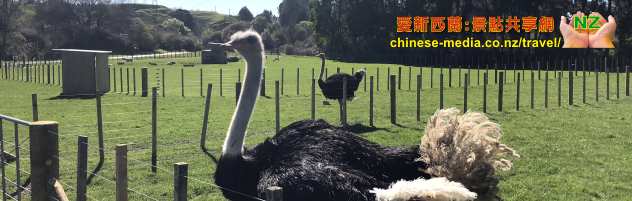  Rotorua 羅托魯瓦 Agrodome Farm 愛歌頓農莊 剪羊毛