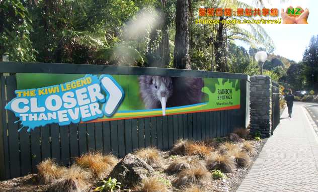 Rotorua 羅托魯瓦 Rainbow Springs 彩虹泉公園 Kiwi 奇異鳥、Kea 喙羊鸚鵡、Kaka、鱒魚及 Tuatara 蜥蜴