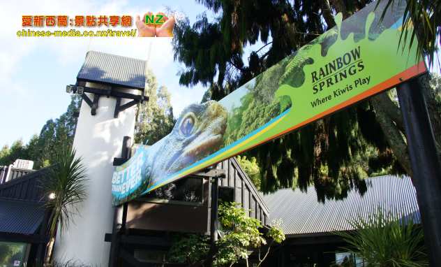 Rotorua 羅托魯瓦 Rainbow Springs 彩虹泉公園 Kiwi 奇異鳥、Kea 喙羊鸚鵡、Kaka、鱒魚及 Tuatara 蜥蜴