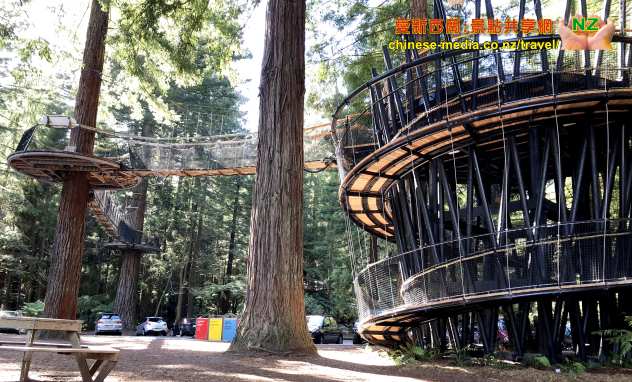 Rotorua 羅托魯瓦 Redwoods Forest 紅樹林公園 Treewalk 樹上行 吊橋步道