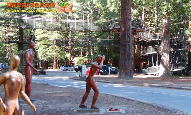 Rotorua 羅托魯瓦 Redwoods Forest 紅樹林公園 Treewalk 樹上行 吊橋步道