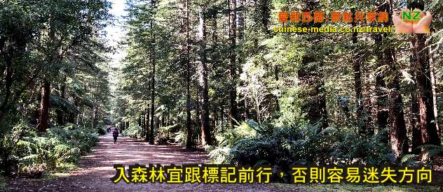 Rotorua 羅托魯瓦 Redwoods Forest 紅樹林公園 Treewalk 樹上行 吊橋步道