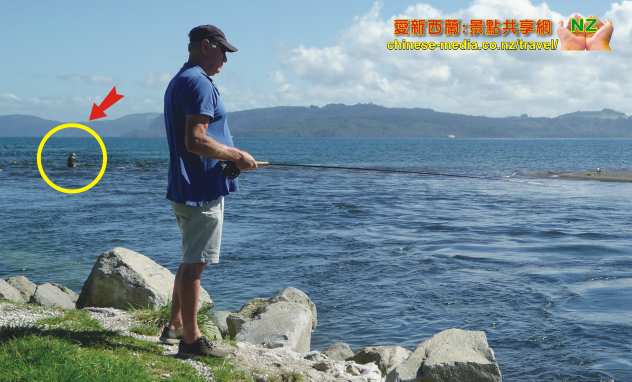 Taupo 濤波 世界釣鱒魚之都 Waitahanui 熱門釣鱒魚勝地