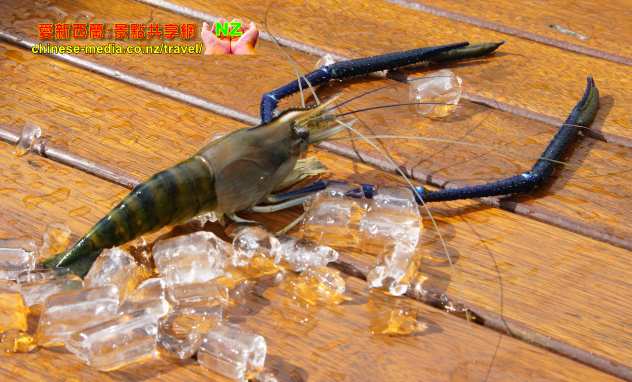 Huka Prawn Park 哈卡蝦場 Taupo 吃新鮮大蝦 釣蝦 地熱浴足