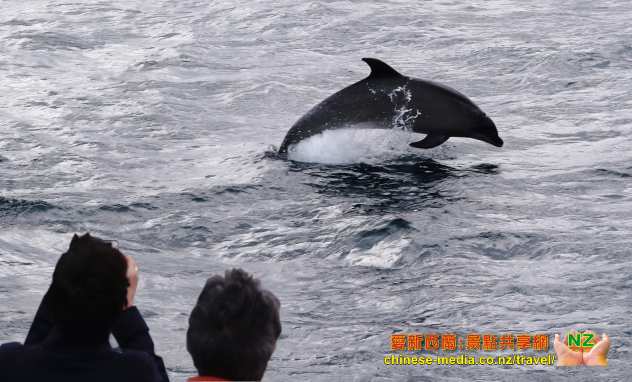Swim with Dolphins Seafaris 與豚共泳 Tauranga 陶朗加