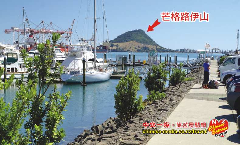 Swim with Dolphins Seafaris 與豚共泳 Tauranga 陶朗加