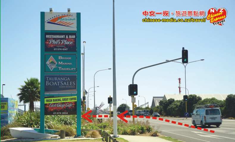 Swim with Dolphins Seafaris 與豚共泳 Tauranga 陶朗加
