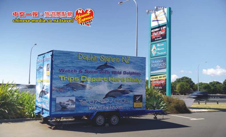 Swim with Dolphins Seafaris 與豚共泳 Tauranga 陶朗加
