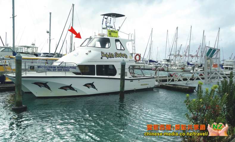 Swim with Dolphins Seafaris 與豚共泳 Tauranga 陶朗加