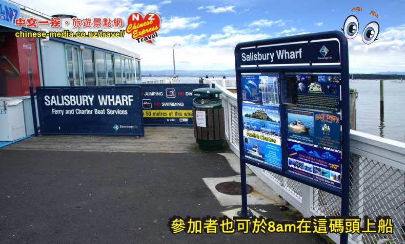 Swim with Dolphins Seafaris 與豚共泳 Tauranga 陶朗加