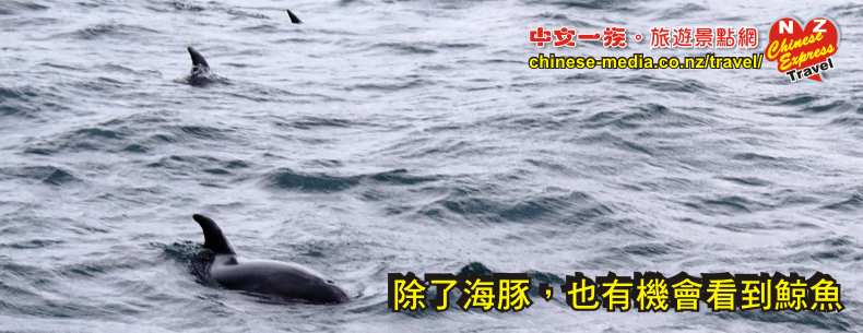 Swim with Dolphins Seafaris 與豚共泳 Tauranga 陶朗加