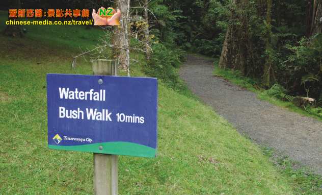 Tauranga 陶朗加 McLaren Falls Park 瀑布公園 Lake McLaren 麥凱倫湖 Waka Experience 螢光 glow worms
