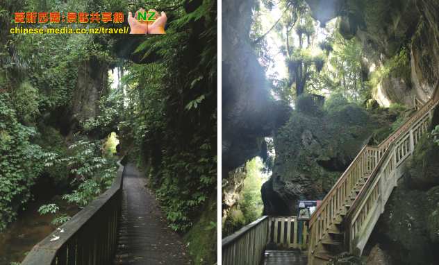 Mangapohue Natural Bridge 天然石灰岩穴拱橋  Marokopa Falls  Waitomo
